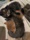 California Spangled Cat Cats for sale in 4818 Dix St NE, Washington, DC 20019, USA. price: $150