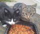 California Spangled Cat Cats for sale in Los Angeles, CA 90001, USA. price: $300