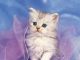 California Spangled Cat Cats for sale in Los Angeles, CA 90001, USA. price: NA