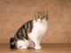 California Spangled Cat Cats