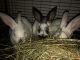 Californian rabbit Rabbits for sale in Big Rapids, MI 49307, USA. price: $25