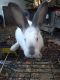 Californian rabbit Rabbits for sale in Clinton Corners, NY 12514, USA. price: NA