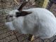 Californian rabbit Rabbits for sale in Pacolet, SC 29372, USA. price: NA