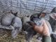 Californian rabbit Rabbits for sale in Pacolet, SC 29372, USA. price: NA
