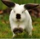 Californian rabbit Rabbits for sale in 150 Fcr 264, Oakwood, TX 75855, USA. price: $30