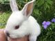 Californian rabbit Rabbits for sale in League City, TX, USA. price: $25