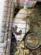 Californian rabbit Rabbits for sale in Webster, TX 77598, USA. price: $150