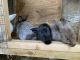 Californian rabbit Rabbits for sale in VLG WELLINGTN, FL 33470, USA. price: $25