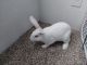 Californian rabbit Rabbits for sale in Albuquerque, NM, USA. price: NA