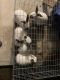 Californian rabbit Rabbits for sale in Houston, TX 77070, USA. price: $250