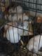 Californian rabbit Rabbits for sale in Westport, IN 47283, USA. price: NA