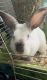 Californian rabbit Rabbits for sale in College Station, TX 77845, USA. price: $30