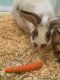 Californian rabbit Rabbits for sale in Corona, CA, USA. price: $15