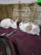 Californian rabbit Rabbits for sale in Barrie, ON, Canada. price: $10