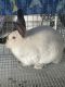 Californian rabbit Rabbits for sale in League City, TX, USA. price: $50