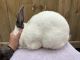 Californian rabbit Rabbits for sale in Conroe, TX, USA. price: NA