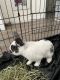 Californian rabbit Rabbits for sale in Las Vegas, NV, USA. price: NA