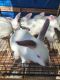 Californian rabbit Rabbits for sale in Chandler, OK 74834, USA. price: NA