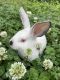 Californian rabbit Rabbits