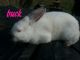 Californian rabbit Rabbits for sale in Roseville, OH 43777, USA. price: NA