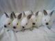 Californian rabbit Rabbits for sale in New York, NY, USA. price: NA