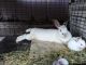 Californian rabbit Rabbits for sale in Kingsland, TX 78639, USA. price: NA