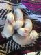 Californian rabbit Rabbits for sale in Friendswood, TX, USA. price: $25