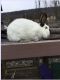 Californian rabbit Rabbits for sale in Orbisonia, PA, USA. price: NA
