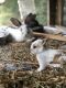 Californian rabbit Rabbits for sale in McDade, TX 78650, USA. price: NA