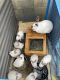 Californian rabbit Rabbits for sale in Mesa, AZ, USA. price: NA