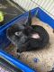 Californian rabbit Rabbits for sale in Ocala, FL, USA. price: NA