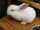 Californian rabbit Rabbits for sale in Kennesaw, GA 30144, USA. price: NA