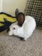 Californian rabbit Rabbits for sale in Canton, MI, USA. price: NA