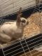 Californian rabbit Rabbits for sale in 3364 Page Ave, Blairsburg, IA 50034, USA. price: $150