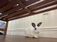 Californian rabbit Rabbits for sale in Pompano Beach, FL 33068, USA. price: NA