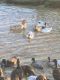 Call Duck Birds for sale in Joaquin, TX 75954, USA. price: NA