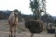 Camel Animals for sale in Ione, CA, USA. price: NA
