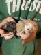 Campbell's dwarf hamster Rodents for sale in Benicia, CA, USA. price: NA