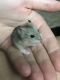 Campbell's dwarf hamster Rodents for sale in Atglen, PA, USA. price: NA