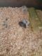 Campbell's dwarf hamster Rodents for sale in Delphi, IN 46923, USA. price: NA