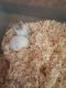 Campbell's dwarf hamster Rodents