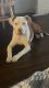 Canaan Dog Puppies for sale in 360 S State St, Orem, UT 84058, USA. price: $350