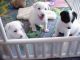 Canaan Dog Puppies for sale in Honolulu, HI, USA. price: NA