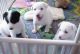 Canaan Dog Puppies for sale in Los Angeles, CA, USA. price: NA
