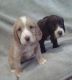 Canaan Dog Puppies