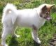 Canadian Eskimo Dog Puppies for sale in Houston, TX, USA. price: NA