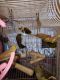 Canary Birds for sale in Windham, CT 06280, USA. price: NA