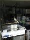 Canary Birds for sale in Hicksville, NY, USA. price: NA
