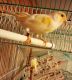 Canary Birds for sale in South Gate, CA, USA. price: NA