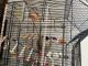 Canary Birds for sale in Hinsdale, IL 60521, USA. price: $70